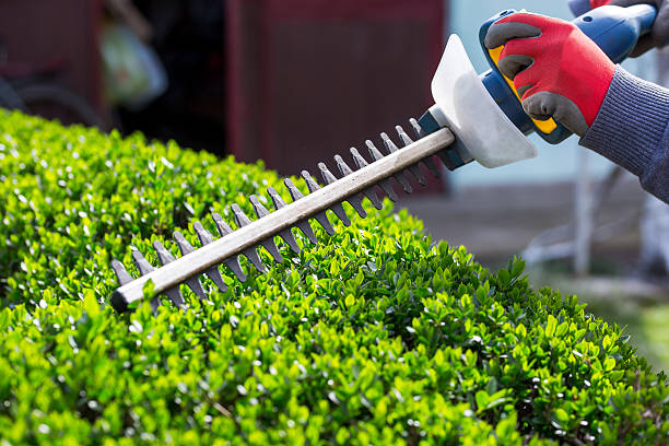 Cutting a hedge with electrical hedge trimmer